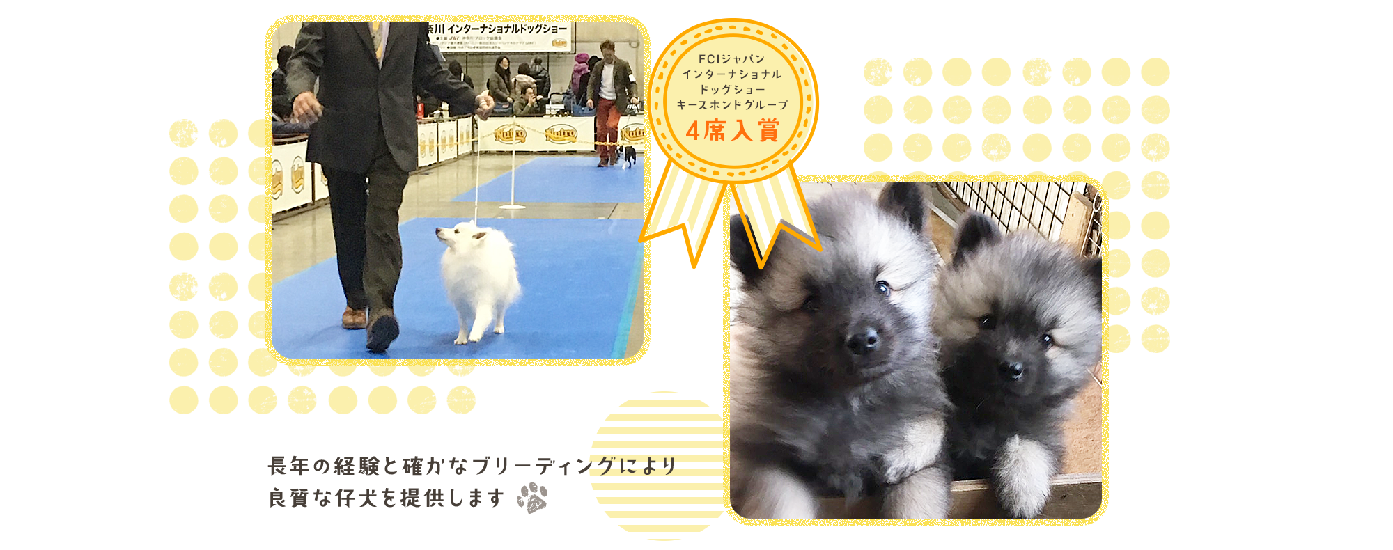 一般社団法人ジャパンケネルクラブキースホンドブリーダー  FCIジャパンインターナショナルドッグショー　キースホンドグループ4席入賞  長年の経験と確かなブリーディングにより良質な仔犬を提供します
