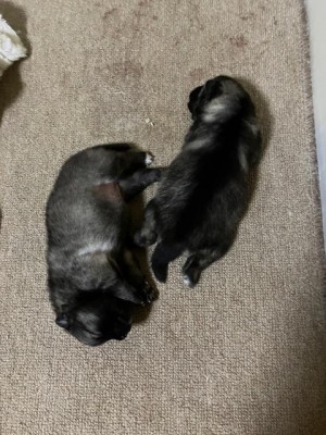image0_2.jpeg