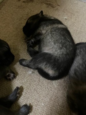 image1.jpeg